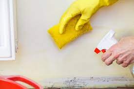 Expert Mold Removal Services: Restoring Your Home’s Safety