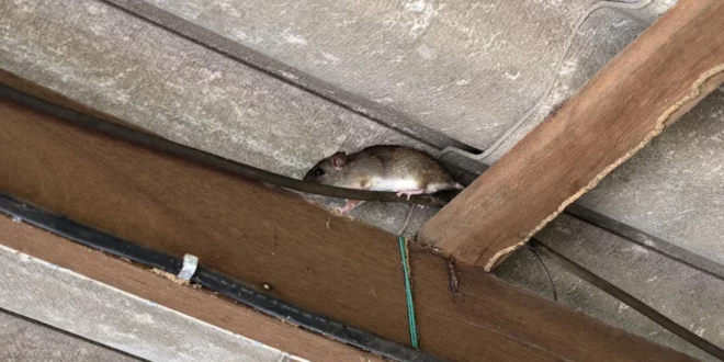 Texas Tussle: Your Guide to Conquering Roof Rat Invaders
