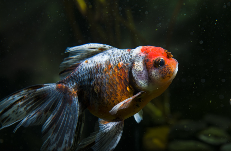 Beauty Sleep or Just a Little Shut-Eye: Do Goldfish Sleep?