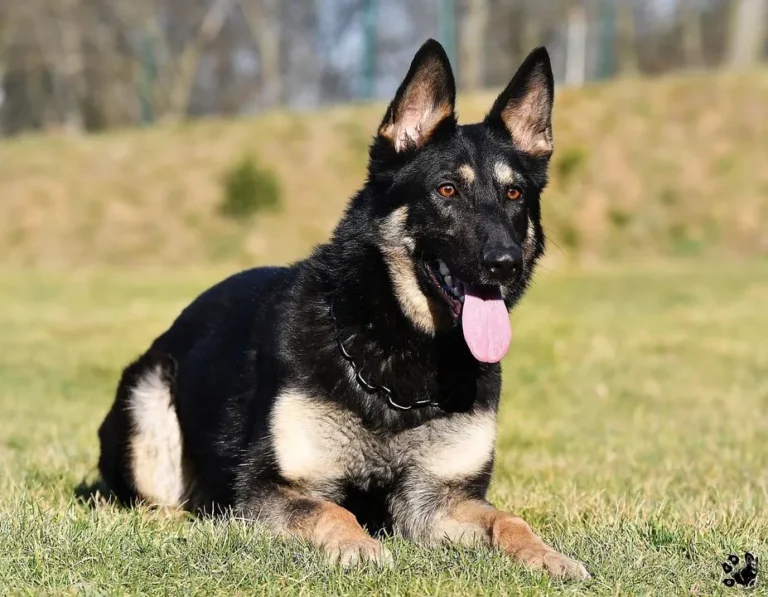 Unveiling the Czech Shepherd: A Legacy of Strength and Versatility
