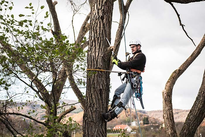 Advanced Tree Trimming: When to Call a Professional Arborist