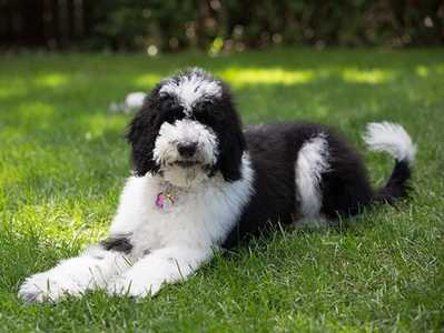 Adopting a Sheepadoodle: Finding the Right Time and Place