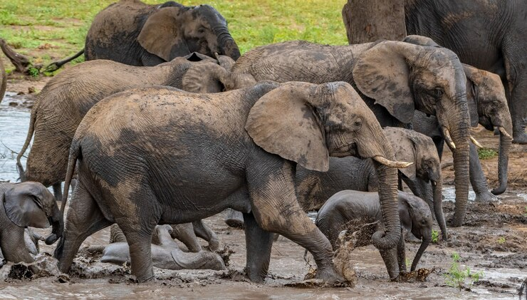 How Animals Help Their Offspring Survive in the Wild: Nature’s Clever Parenting Techniques