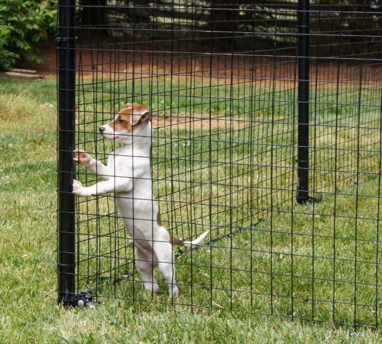 Escape-Proof Dog Fencing: How to Prevent Dogs from Jumping or Digging Under