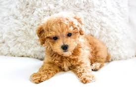 How to Choose a Maltipoo Puppy and Give Them the Best Life?