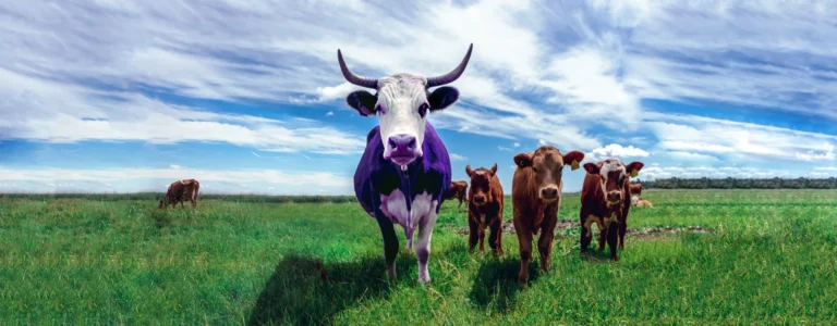 Limit Purple Cow