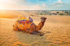 Jaisalmer Camel Safari Tours: Exploring the Golden City’s Desert Charm