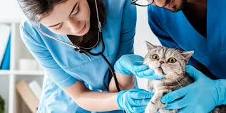 Online Veterinary Assistant Programs To Jumpstart Your Career