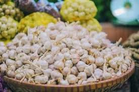 The Stinking Rose: Why Garlic Remains Herbalism’s Most Reliable Ally